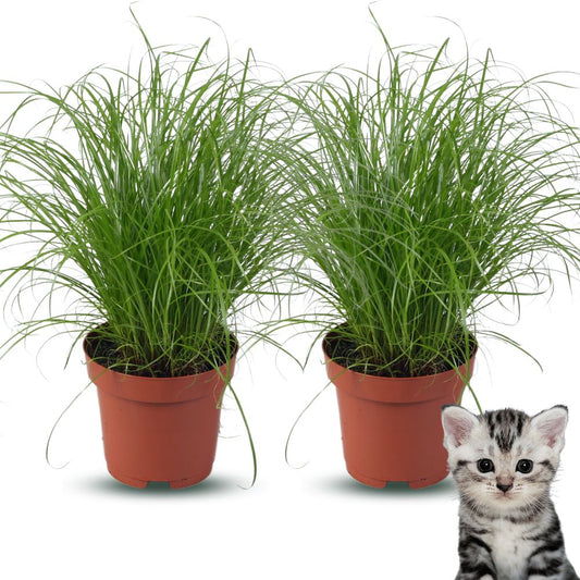 Premium Kattengras