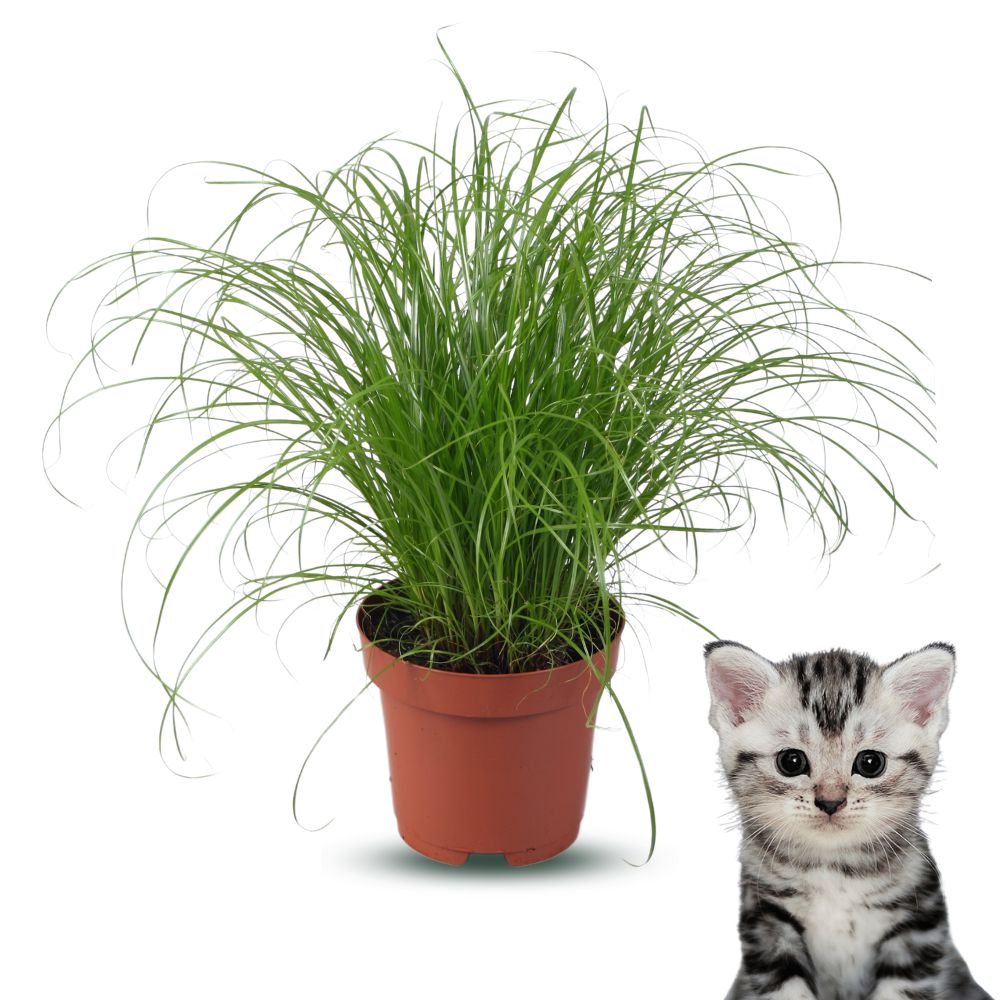 Premium Kattengras