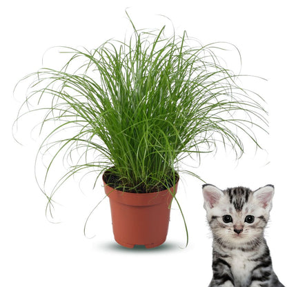 Premium Kattengras