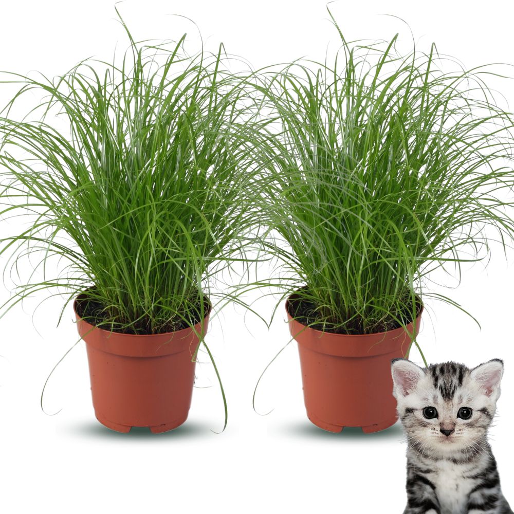 Premium Kattengras