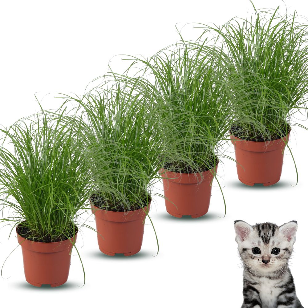 Premium Kattengras
